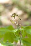 Blue cohosh